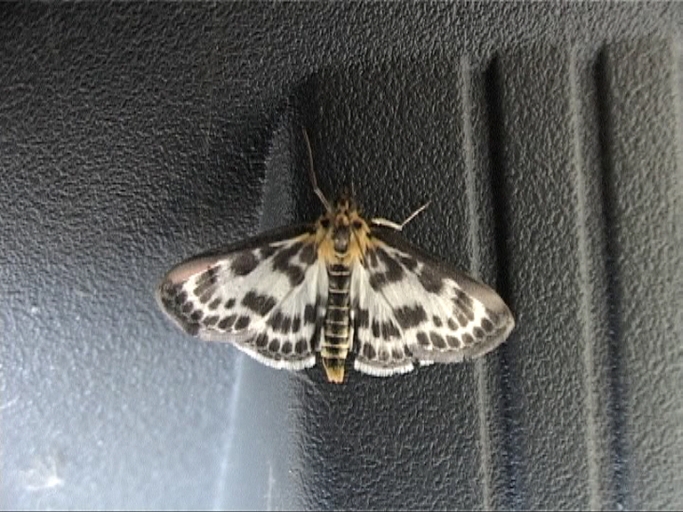 Brennnesselzünsler ( Eurrhypara hortulata ) : Moers, in unserem Keller, 27.05.2011